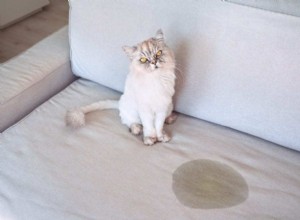 Cat Peeing Outside the Litter Box While Pooping Inside: Causes & Solutions