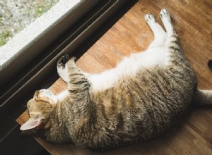 Decoding Your Cat’s Sleep Positions: What They Reveal About Health and Happiness