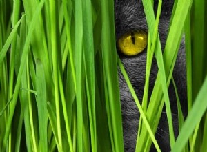 New Research Uncovers Why Cats Prefer Grass: A Veterinary Study