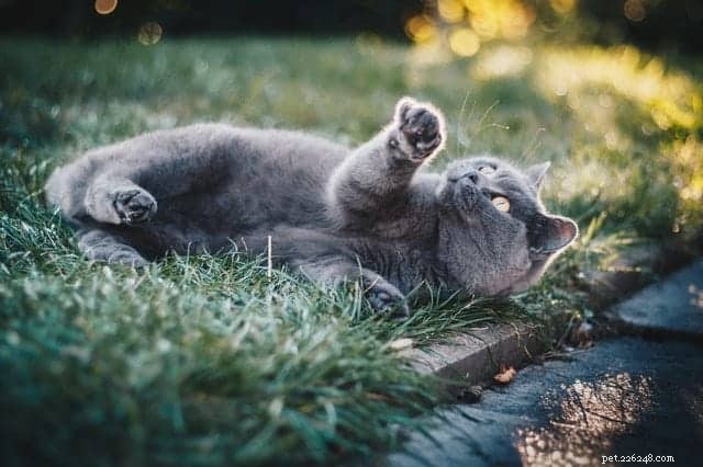 Nový výzkum odhaluje, proč kočky preferují trávu:Veterinární studie 