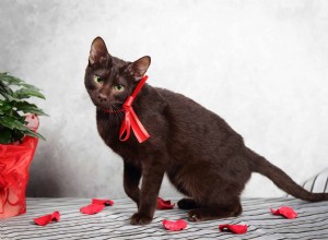 Discover the Most Rare Cat Coat Colors & Patterns