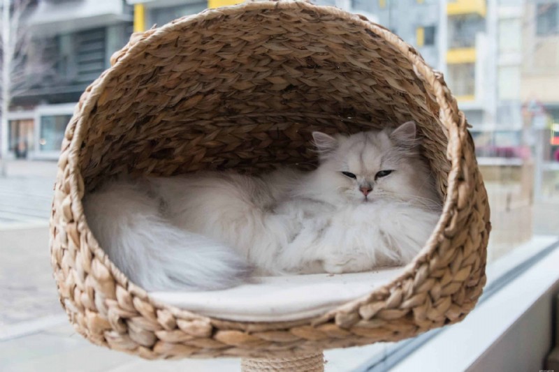 Upptäck de mest sällsynta kattpälsfärgerna och mönstren 