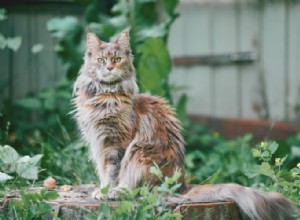 Maine Coon Cats Unveiled: Size, Personality, & Care Tips