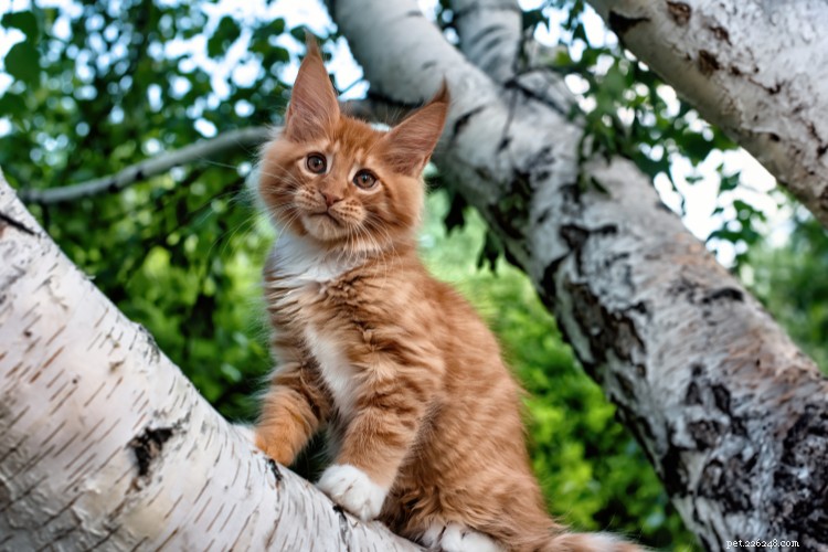 Maine Coon-katten onthuld:tips voor grootte, persoonlijkheid en verzorging 