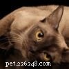 Maine Coon-katten onthuld:tips voor grootte, persoonlijkheid en verzorging 