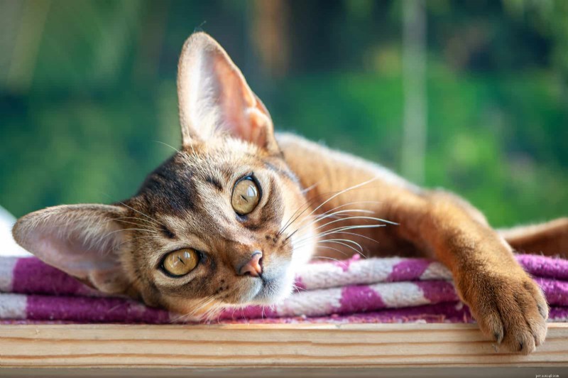 Um guia completo para a elegante raça de gatos abissínios 