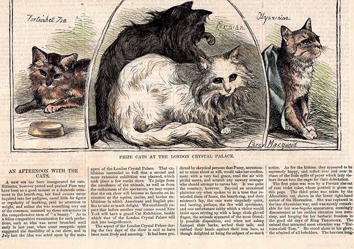 Um guia completo para a elegante raça de gatos abissínios 