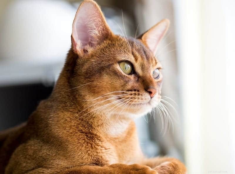 Um guia completo para a elegante raça de gatos abissínios 