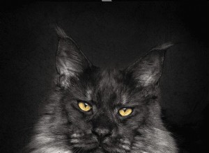Meet Vivo: The Maine Coon That Sets a New Standard for Cat Beauty