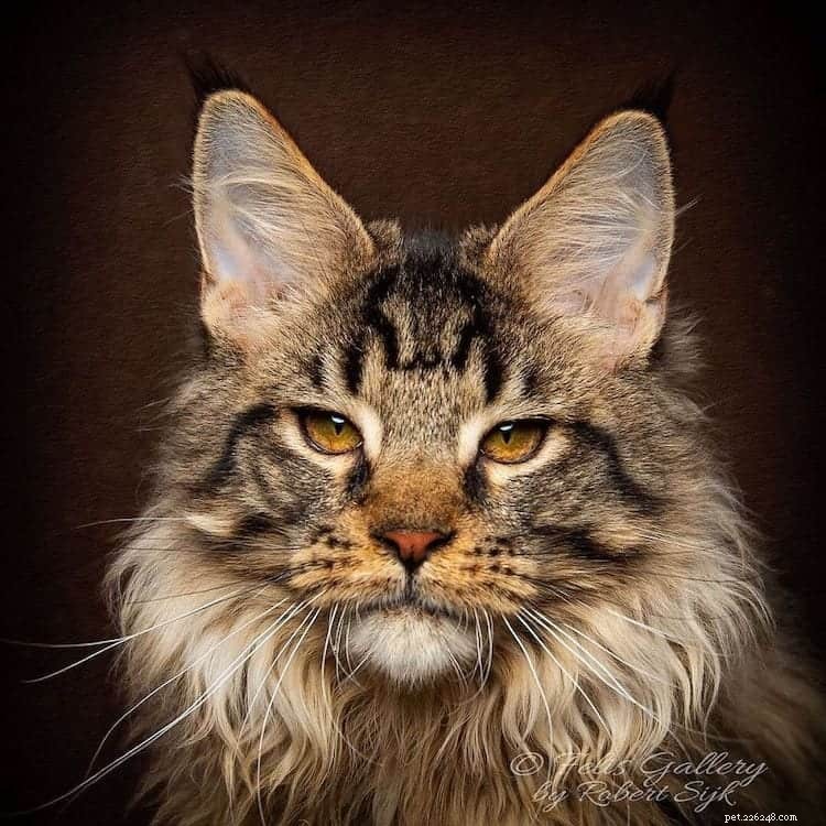 Möt Vivo:Maine Coon som sätter en ny standard för kattskönhet 