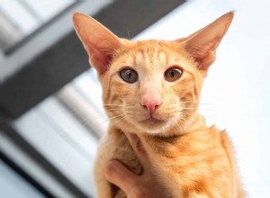 The Oriental Shorthair Cat: Traits, Care, and Family Benefits