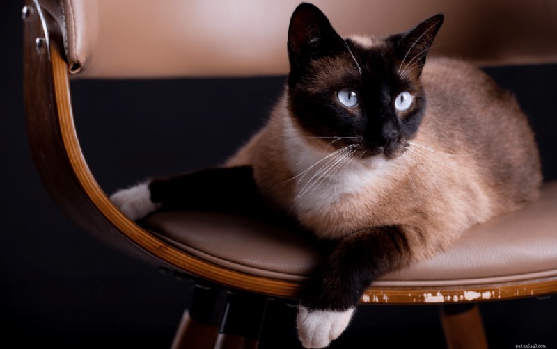 Races de chats anciennes qui prospèrent aujourd’hui 