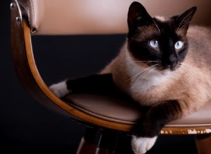 Ancient Cat Breeds That Thrive Today