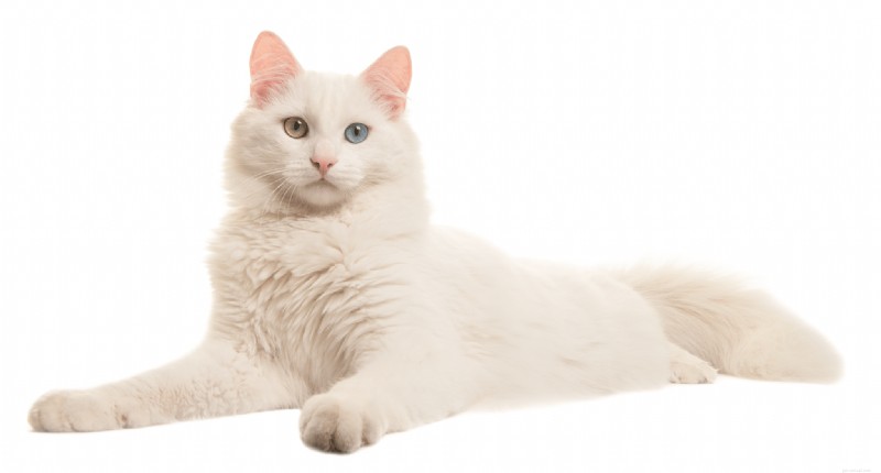 Races de chats anciennes qui prospèrent aujourd’hui 