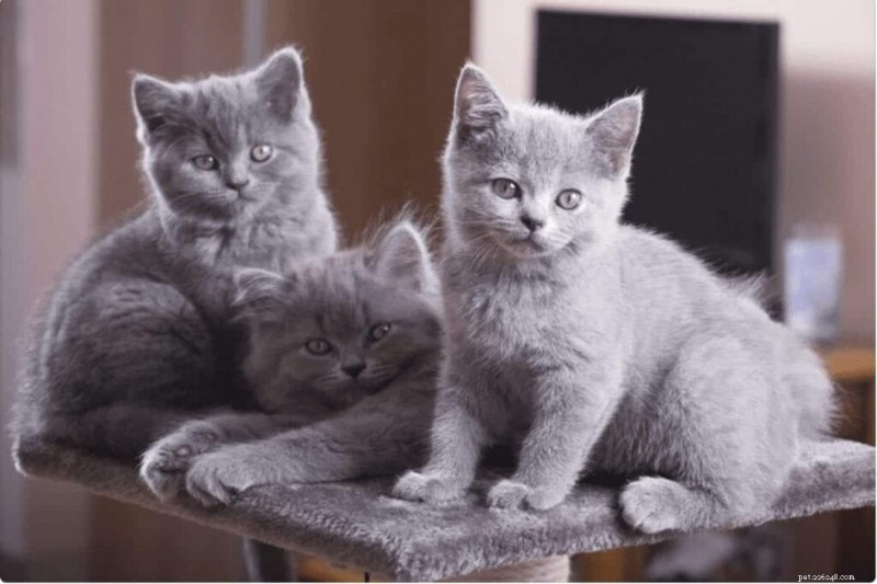 British Shorthair Cats:En omfattande guide till deras personlighet och vård 