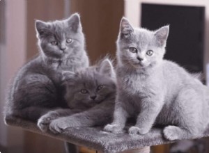 British Shorthair Cats: A Comprehensive Guide to Their Personality & Care