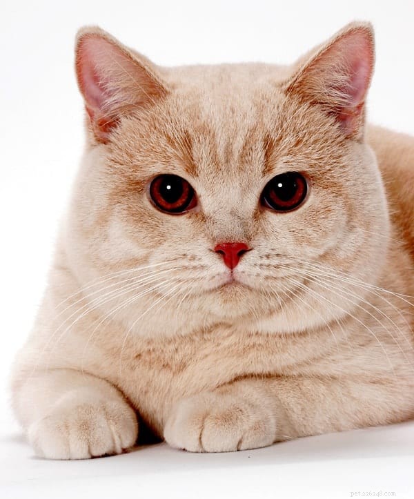 British Shorthair Cats:En omfattande guide till deras personlighet och vård 