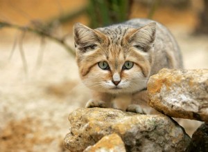 All About the Sand Cat: Desert‑Dwellers  Mighty Feline