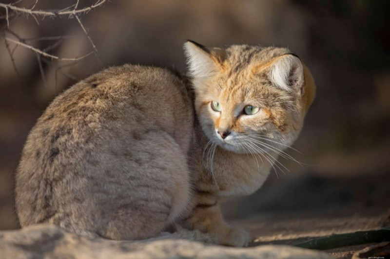 Allt om sandkatten:Desert-Dwellers  Mighty Feline 