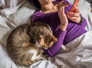 New Study Reveals Every Cat Fits One of Five Distinct Personality Profiles