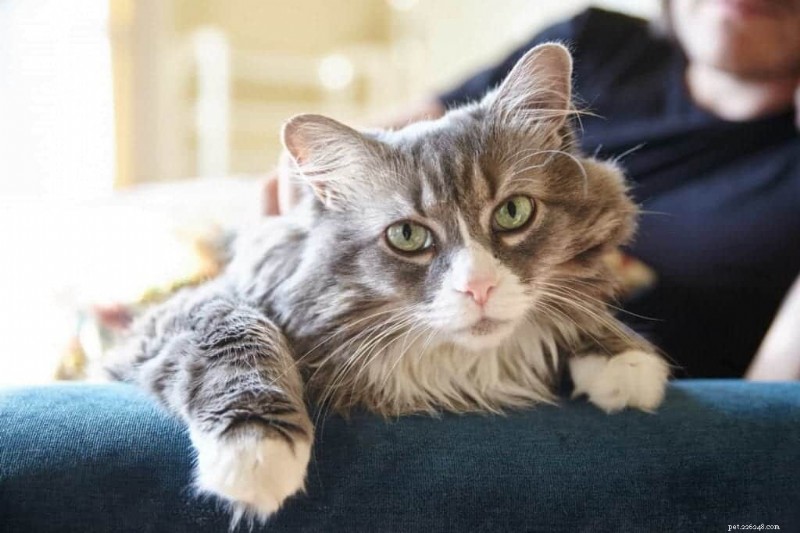 新しい研究により、すべての猫が 5 つの異なる性格プロファイルのいずれかに当てはまることが判明 