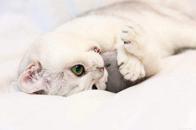 新しい研究により、すべての猫が 5 つの異なる性格プロファイルのいずれかに当てはまることが判明 