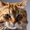 新しい研究により、すべての猫が 5 つの異なる性格プロファイルのいずれかに当てはまることが判明 