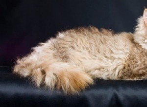 Discover Curly-Coated Cat Breeds: A Guide to the Most Popular Felines