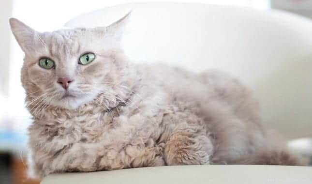 Découvrez les races de chats à poil bouclé :un guide des félins les plus populaires 