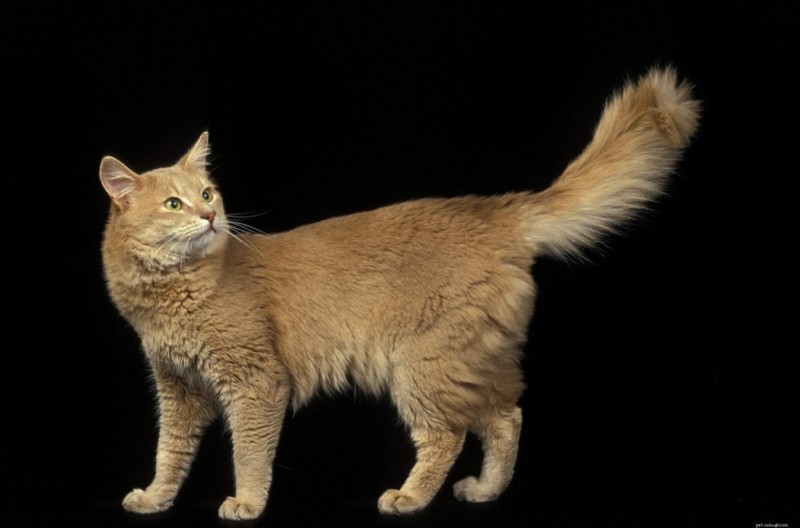 Guide du chat somalien :caractéristiques, soins et faits amusants 