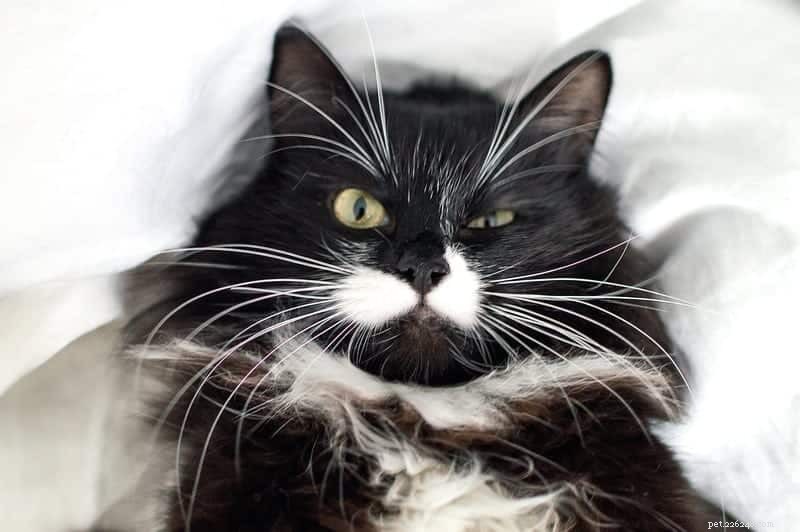 Zwart-witte kattenvachtpatronen begrijpen:genetica en gemeenschappelijke kenmerken 