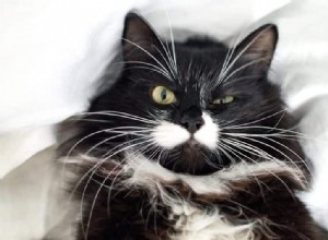 Understanding Black & White Cat Coat Patterns: Genetics & Common Traits