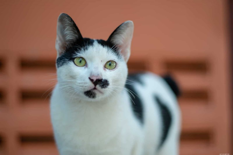 Zwart-witte kattenvachtpatronen begrijpen:genetica en gemeenschappelijke kenmerken 
