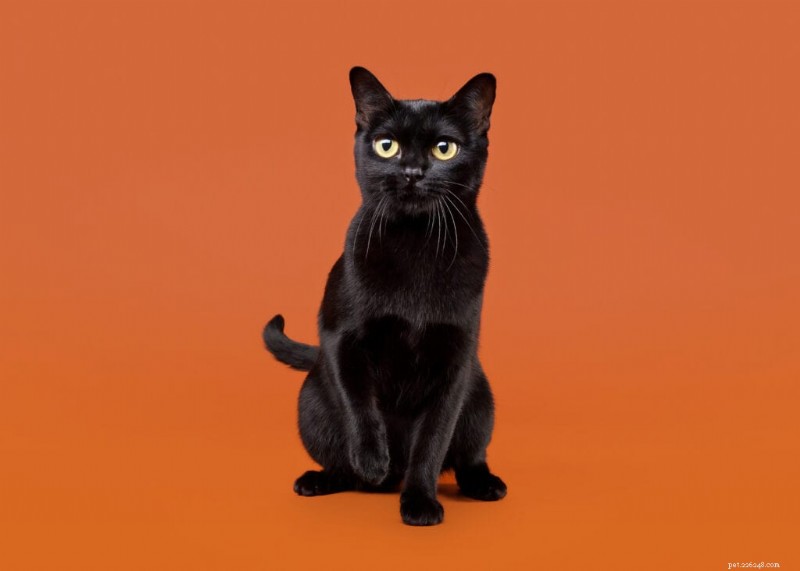 Bombay-katten:elegante geheel zwarte rassen die op minipanters lijken 