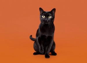 Bombay Cats: Elegant All‑Black Breeds That Look Like Mini Panthers