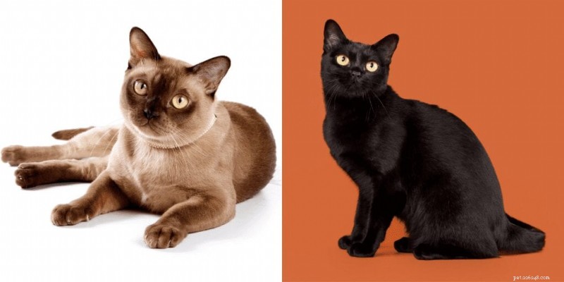 Bombay-katten:elegante geheel zwarte rassen die op minipanters lijken 