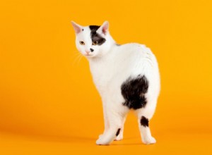 Cat Breeds Believed to Bring Good Luck