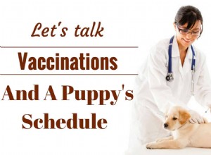 Puppy Vaccination Guide: Why, What, and Timing