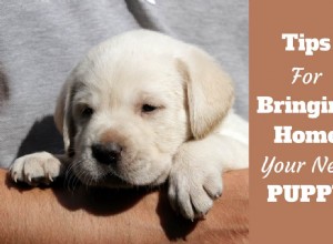 Essential Guide to Preparing for Your New Puppy’s Arrival