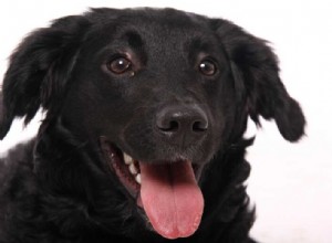 Lab Chow Mix (Chabrador): What to Expect from a Friendly, Loyal Companion