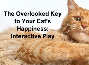 Unlock Your Cat’s Joy: The Essential Guide to Interactive Play