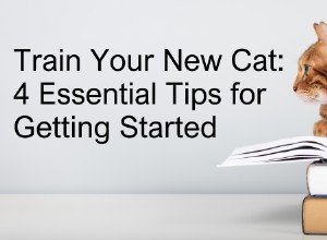 Master Cat Training: 4 Proven Tips for New Owners