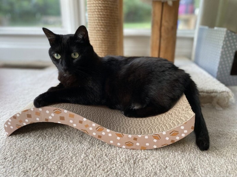 猫のマスタートレーニング:新しい飼い主のための実証済みの 4 つのヒント 