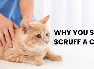 The Case Against Scruffing: Humane Alternatives for Cat Handling