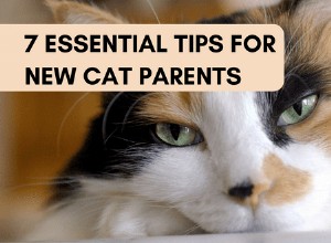7 Essential Tips Every New Cat Parent Needs for a Healthy, Happy Feline