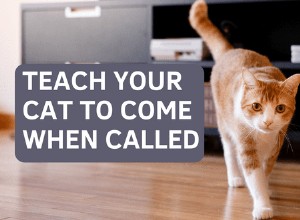 Teach Your Cat to Come When Called: Proven Training Techniques