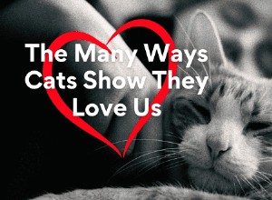 How Cats Show Their Love: 7 Heartwarming Behaviors