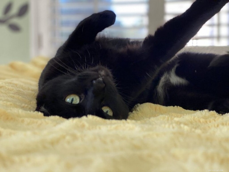 猫が愛情を示す方法:7 つの心温まる行動 