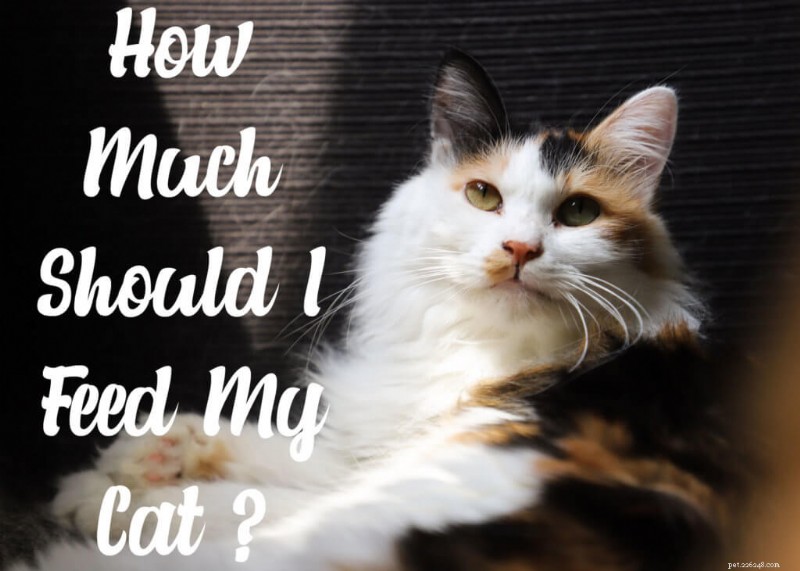 Hoeveel moet u uw kat voeren? Deskundige tips en richtlijnen 