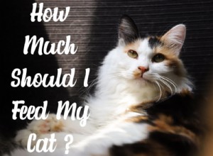 How Much Should You Feed Your Cat? Expert Tips & Guidelines